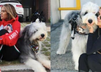 Otto, el perro de Karol G: todo un influencer escaso