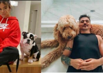 La mejor compañía detrás de los escenarios: aquí algunos perritos de los famosos colombianos