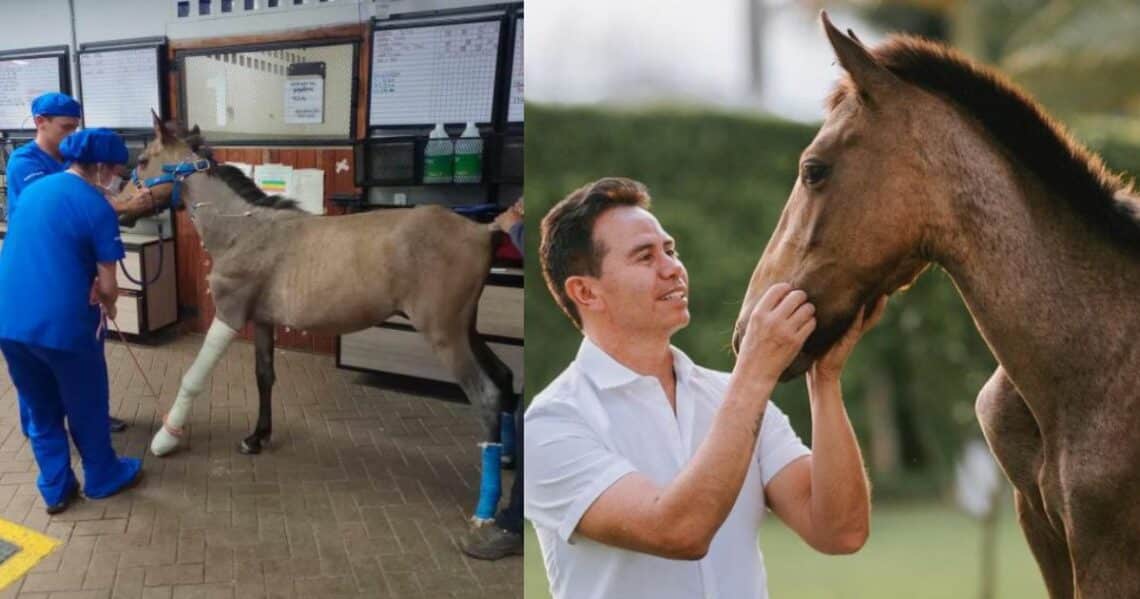 La recuperación de Valentino, el caballo de Jhonny Rivera, avanza lentamente