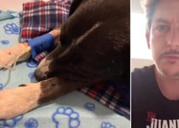 Alejandro Riaño le busca justicia a Negro, el perro que perdió la vida por “inhumanos”